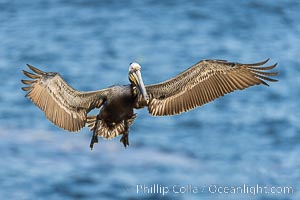 California Brown pelican in flight, La Jolla, wings outstretched, spreading wings wide to slow in anticipation of landing on seacliffs. Adult winter breeding plumage colors, Pelecanus occidentalis, Pelecanus occidentalis californicus