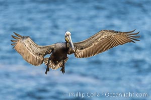 California Brown pelican in flight, La Jolla, wings outstretched, spreading wings wide to slow in anticipation of landing on seacliffs. Adult winter breeding plumage colors, Pelecanus occidentalis, Pelecanus occidentalis californicus