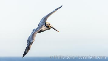 California Brown Pelican soaring, wings outstretched. Adult winter breeding plumage colors, La Jolla
