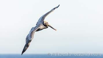 California Brown Pelican soaring, wings outstretched. Adult winter breeding plumage colors, Pelecanus occidentalis, Pelecanus occidentalis californicus, La Jolla