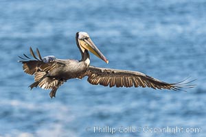 California Brown pelican in flight, La Jolla, wings outstretched, spreading wings wide to slow in anticipation of landing on seacliffs. Adult winter breeding plumage colors