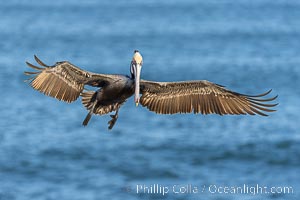 California Brown pelican in flight, La Jolla, wings outstretched, spreading wings wide to slow in anticipation of landing on seacliffs. Adult winter breeding plumage colors