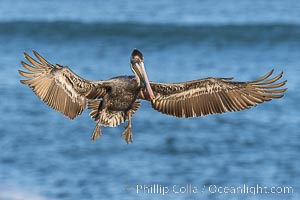 California Brown pelican in flight, La Jolla, wings outstretched, spreading wings wide to slow in anticipation of landing on seacliffs. Immature winter plumage colors