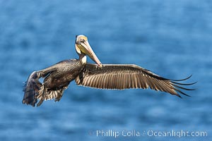 California Brown pelican in flight, La Jolla, wings outstretched, spreading wings wide to slow in anticipation of landing on seacliffs. Adult winter breeding plumage colors, Pelecanus occidentalis, Pelecanus occidentalis californicus