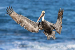 California Brown pelican in flight, La Jolla, wings outstretched, spreading wings wide to slow in anticipation of landing on seacliffs. Adult winter non-breeding plumage colors, Pelecanus occidentalis, Pelecanus occidentalis californicus