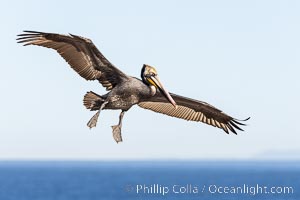 California Brown pelican parachuting down to land, wings outstretched, spreading wings wide to slow in anticipation of landing on seacliffs. Adult winter breeding plumage colors, Pelecanus occidentalis, Pelecanus occidentalis californicus, La Jolla