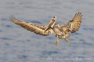 Brown pelican in flight with wings spread wide, slowing to land on ocean seacliffs, La Jolla, Pelecanus occidentalis, Pelecanus occidentalis californicus