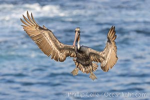 Brown pelican in flight with wings spread wide, slowing to land on ocean seacliffs, La Jolla, Pelecanus occidentalis, Pelecanus occidentalis californicus