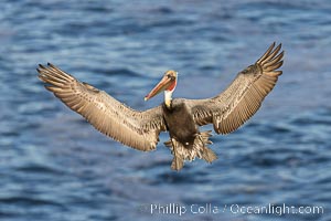 Brown pelican in flight with wings spread wide, slowing as it returns from the ocean to land on seacliffs, adult winter non-breeding plumage, Pelecanus occidentalis, Pelecanus occidentalis californicus, La Jolla, California