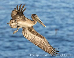 Brown pelican in flight with wings spread wide, slowing as it returns from the ocean to land on seacliffs, juvenile plumage, Pelecanus occidentalis, Pelecanus occidentalis californicus, La Jolla, California