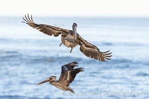 Brown pelican in flight with wings spread wide, slowing as it returns from the ocean to land on seacliffs, juvenile winter plumage, Pelecanus occidentalis, Pelecanus occidentalis californicus, La Jolla, California
