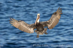 Brown pelican in flight with wings spread wide, slowing as it returns from the ocean to land on seacliffs, adult winter non-breeding plumage, Pelecanus occidentalis, Pelecanus occidentalis californicus, La Jolla, California