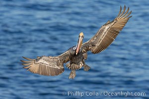 Brown pelican in flight with wings spread wide, slowing as it returns from the ocean to land on seacliffs, adult winter non-breeding plumage, Pelecanus occidentalis, Pelecanus occidentalis californicus, La Jolla, California