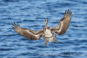 Brown pelican in flight with wings spread wide, slowing as it returns from the ocean to land on seacliffs, juvenile plumage, Pelecanus occidentalis, Pelecanus occidentalis californicus, La Jolla, California
