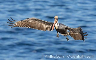 Brown pelican in flight with wings spread wide, slowing as it returns from the ocean to land on seacliffs, adult winter non-breeding plumage, Pelecanus occidentalis, Pelecanus occidentalis californicus, La Jolla, California