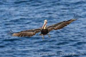 Brown pelican in flight with wings spread wide, slowing to land on ocean seacliffs, La Jolla, Pelecanus occidentalis, Pelecanus occidentalis californicus