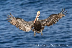 Brown pelican in flight with wings spread wide, slowing to land on ocean seacliffs, La Jolla, Pelecanus occidentalis, Pelecanus occidentalis californicus