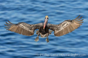 Brown pelican in flight with wings spread wide, flying directly at the camera, slowing to land on ocean seacliffs, La Jolla, Pelecanus occidentalis, Pelecanus occidentalis californicus