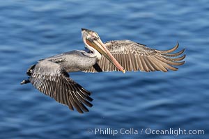 Brown pelican in flight with wings braking as it turns over the ocean, Pelecanus occidentalis, Pelecanus occidentalis californicus, La Jolla, California