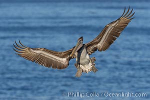 Juvenile or immature California brown pelican in flight with wings spread wide, slowing to land on ocean seacliffs in La Jolla, Pelecanus occidentalis, Pelecanus occidentalis californicus