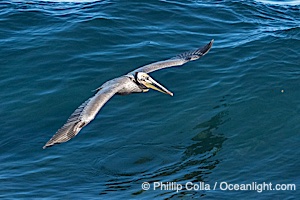 Brown Pelican Flying Over Breaking Wave, La Jolla, Pelecanus occidentalis