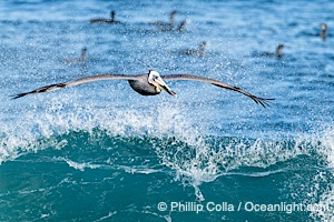Brown Pelican Flying Over Breaking Wave, La Jolla, Pelecanus occidentalis