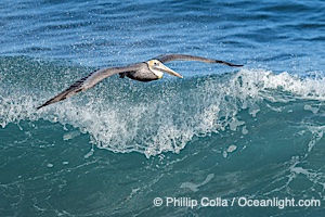 Brown Pelican Flying Over Breaking Wave, La Jolla, Pelecanus occidentalis