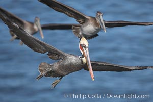 California brown pelicans fly in formation, Pelecanus occidentalis, Pelecanus occidentalis californicus, La Jolla