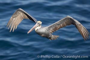 Brown pelican with wings spread during flight. The large wings of an adult brown pelican can reach over 7 feet from end to end, Pelecanus occidentalis, Pelecanus occidentalis californicus, La Jolla, California