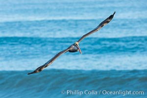 Brown pelican flying over waves and the surf, Pelecanus occidentalis, Pelecanus occidentalis californicus, La Jolla, California