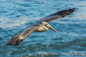 Brown pelican flying over waves and the surf, Pelecanus occidentalis, Pelecanus occidentalis californicus, La Jolla, California