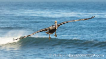Brown pelican flying over waves and the surf, Pelecanus occidentalis, Pelecanus occidentalis californicus, La Jolla, California