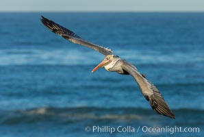 Brown pelican flying over waves and the surf, Pelecanus occidentalis, Pelecanus occidentalis californicus, La Jolla, California