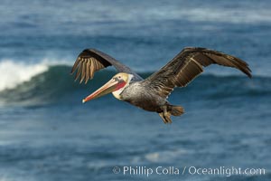 Brown pelican flying over waves and the surf, Pelecanus occidentalis, Pelecanus occidentalis californicus, La Jolla, California