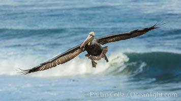 Brown pelican flying over waves and the surf.