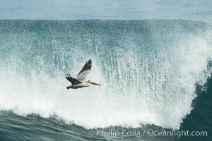 Brown pelican flying over waves and the surf.