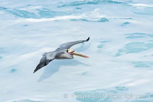 Brown pelican flying over waves and the surf, Pelecanus occidentalis, Pelecanus occidentalis californicus, La Jolla, California