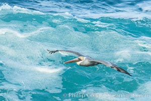 Brown pelican flying over waves and the surf, Pelecanus occidentalis, Pelecanus occidentalis californicus, La Jolla, California