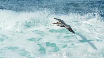 Brown pelican flying over waves and the surf.  Pelicans ride the updrafts of waves enabling them to glide long distances while minimizing the energy exerted by flapping wings, Pelecanus occidentalis, Pelecanus occidentalis californicus, La Jolla, California