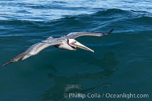 California race of Brown pelican flying over waves and the surf, adult winter breeding plumage, La Jolla