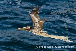 Brown pelican flying while entangled in plastic bag wrapped around its neck. I believe the pelican probably became entangled in the bag by mistaking the floating plastic for food and diving on it, spearing it in such a way that the bag has lodged around the pelican's neck, Pelecanus occidentalis californicus, Pelecanus occidentalis, La Jolla, California