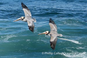 Brown pelican flying while entangled in plastic bag wrapped around its neck. I believe the pelican probably became entangled in the bag by mistaking the floating plastic for food and diving on it, spearing it in such a way that the bag has lodged around the pelican's neck, Pelecanus occidentalis californicus, Pelecanus occidentalis, La Jolla, California