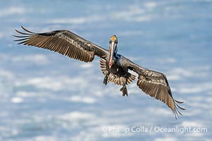 Brown Pelican Flying with Wings Spread Wide in Front of a Whitewash Ocean, Pelecanus occidentalis californicus, Pelecanus occidentalis, La Jolla, California