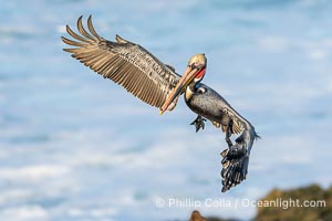 Brown Pelican Flying with Wings Spread Wide in Front of a Whitewash Ocean, Pelecanus occidentalis californicus, Pelecanus occidentalis, La Jolla, California