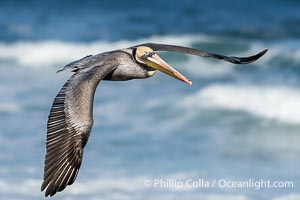 Brown Pelican Flying with Wings Spread Wide in Front of a Whitewash Ocean, Pelecanus occidentalis californicus, Pelecanus occidentalis, La Jolla, California