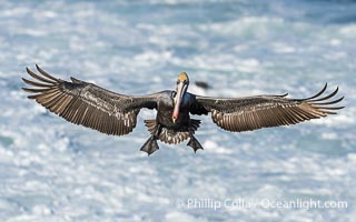 Brown Pelican Flying with Wings Spread Wide in Front of a Whitewash Ocean, Pelecanus occidentalis californicus, Pelecanus occidentalis, La Jolla, California