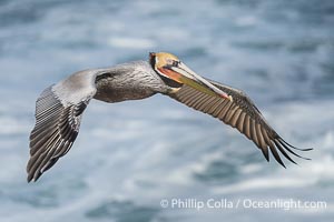 Brown Pelican Flying with Wings Spread Wide in Front of a Whitewash Ocean, Pelecanus occidentalis californicus, Pelecanus occidentalis, La Jolla, California