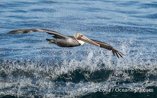 Brown Pelican Glides Next to Breaking Wave, Pelecanus occidentalis, Pelecanus occidentalis californicus, La Jolla, California