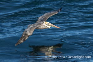 Brown Pelican Gliding Over the Pacific Ocean, Pelecanus occidentalis californicus, Pelecanus occidentalis, La Jolla, California