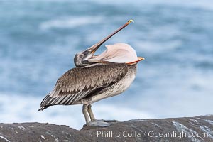 Brown pelican glottis exposure. This pelican is inverting its throat and stretching it over its neck and chest in an effort to stretch and rearrange tissues of the mouth and throat, Pelecanus occidentalis, Pelecanus occidentalis californicus, La Jolla, California